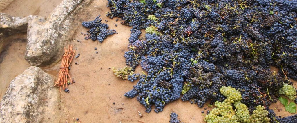 Lagar Rupestre y experiencia vendimia en tour de vinos