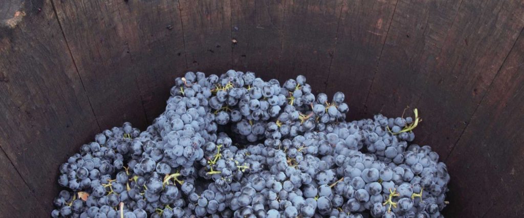 Wine culture day