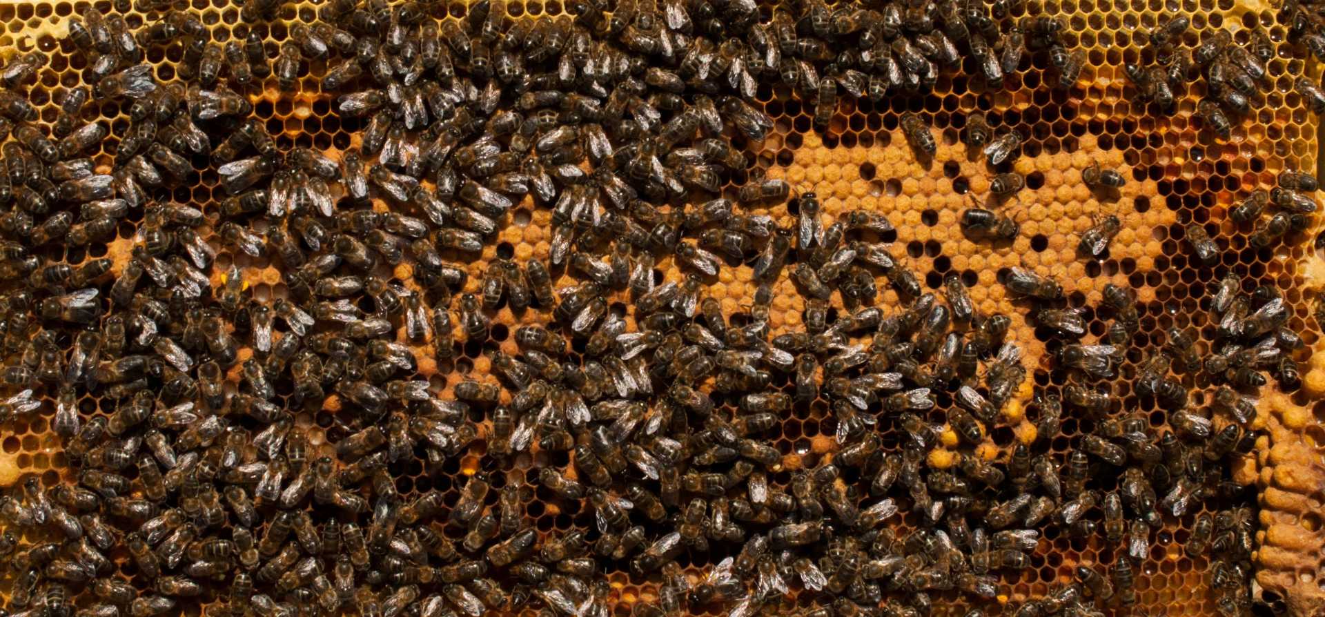 Honey Experience, Honey Tasting