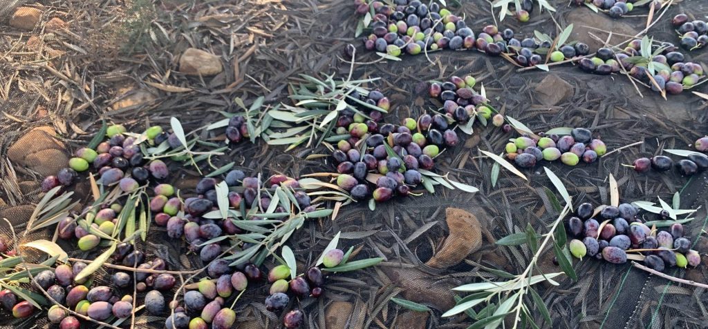 Como se obtiene el aceite de oliva | The process of obtaining virgin olive oil